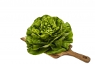 Butter letuce